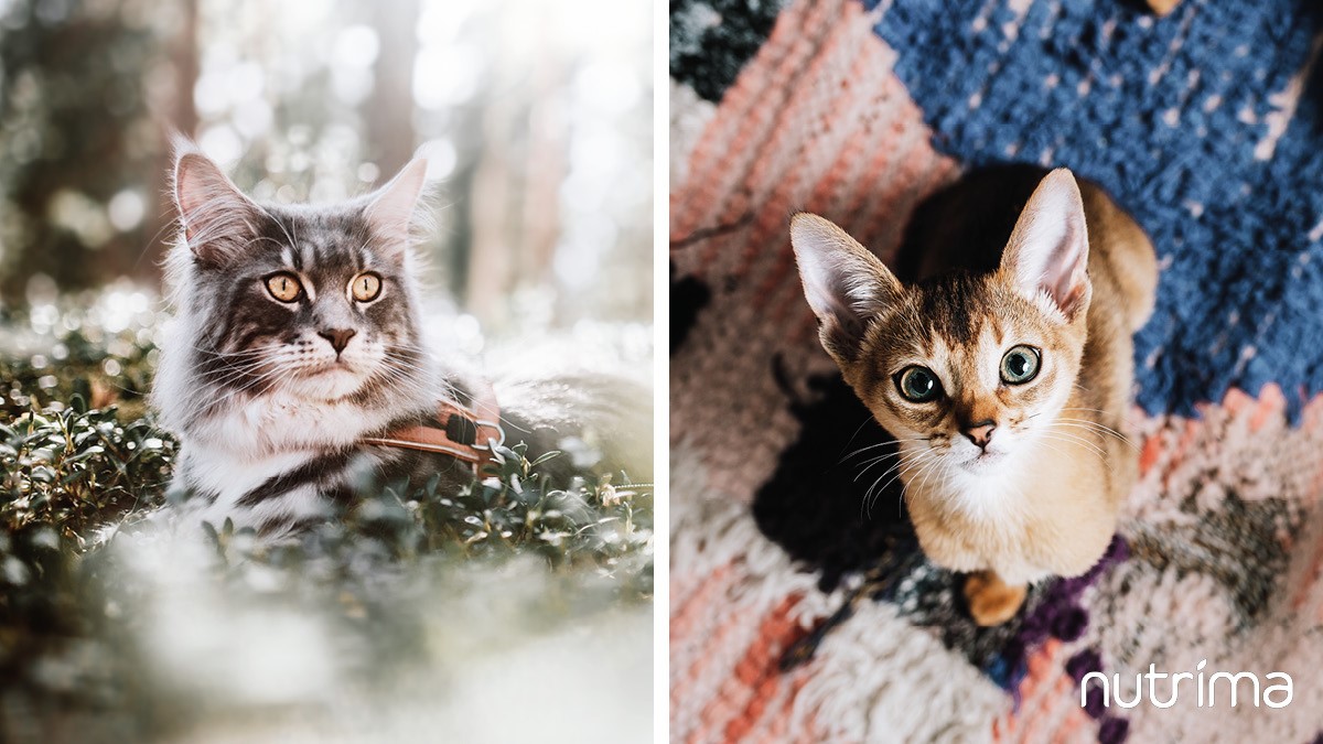 Nutrima Katt