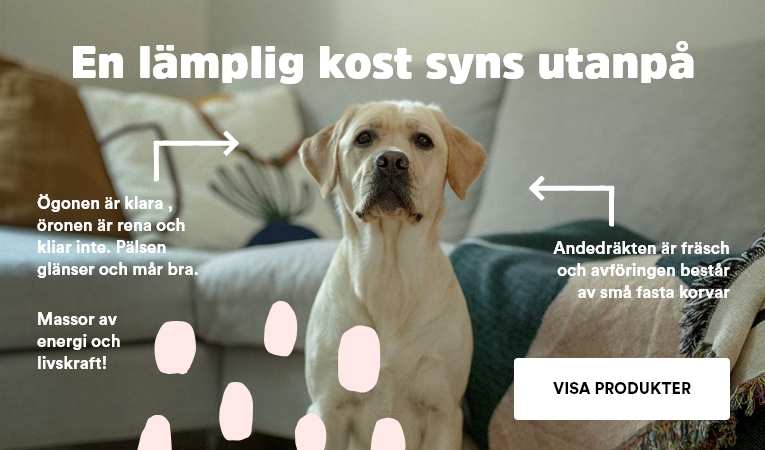 Hund bra kost